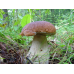 Мицелий Белого гриба елового / Боровик (Boletus edulis)